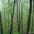 A misty morning along a forest road in Shawnee State Forest in Scioto County, Ohio.