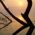 A misty sunrise at Stage's Pond State Nature Preserve in Pickaway County, Ohio