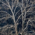 Sycamore Tree near Dover, Ohio