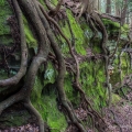 Tree Roots, Hocking State Forest, Ohio