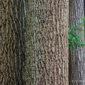 Tulip trees at Ritchie Ledges, Cuyahoga Valley National Park, Ohio