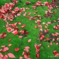 Tupelo leaves and moss, Thompson Ledges, Ohio