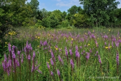 Wildflowers