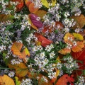 Asters & poison ivy leaves, Cuyahoga Valley, Ohio