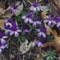 Birds Foot Violets , Shawnee State Forest, Ohio