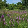 Purple spikes of blazing star contrast with yellow flowers of rosinweed at Prairie Road Fen State Nature Preserve near Springfield in Clark County.