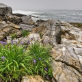 Blue flag iris at Pemaquid Point, Maine