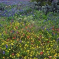 Bluebonnets & low bladderpod, Texas Hill Country