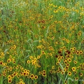 Canada Rye, coreopsis & black-eyed Susans, Springfield Bog Metropark, Akron, Ohio