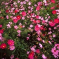 Cosmos, near Meadville, Pennsylvania
