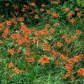 Daylilies, Tennessee