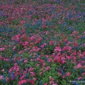 Drummond's Phlox and Texas Bluebonnets bloom along a roadside near Navasota in the Texas Hill Country