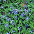 Dwarf Crested Iris near the Ramsey Cascade Trail in Great Smoky Mountains National Park, Tennessee