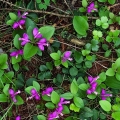 Fringed polygala, Grass Bay Preserve, Michigan