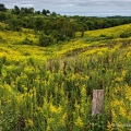 Goldenrod, Belmont County, Ohio