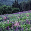 Harrison Parker's lupine field, Berkshire Mountains, Massachusetts