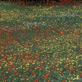 Hawkweed brightens a field in Acadia National Park, Maine
