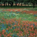Indian Paintbrush and Bluebonnets near Marble Falls in the Texas Hill Country
