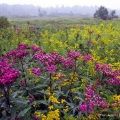Ironweed & goldenrod, Erie National Wildlife Refuge, Pennsylvania