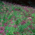 Joe Pye weed, Harrison County, Ohio