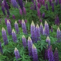 Lupines, Stonington, Maine