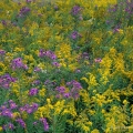 New England Asters and Goldenrod at Burton Wetlands State Nature Preserve in Geauga County, Ohio
