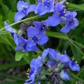Ohio spiderwort, Ohio Governor's Residence, Bexley, Ohio