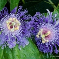 Passion flowers, Ohio Heritage Garden, Bexley, Ohio