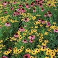 Purple coneflowers & black-eyed Susans, Holden Arboretum, Ohio