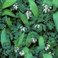 A spring peeper rests on a wild onion leaf among squirrel corn at Fowler Woods State Nature Preserve in Richland County, Ohio
