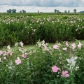 Swamp Rose Mallows, Ottawa County, Ohio