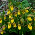 Yellow Lady's-Slippers, Bruce Peninsula, Ontario