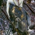 Barn Owl