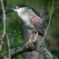 Black-crowned Night Heron, Cuyahoga Valley, Ohio