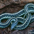 Blue-striped Garter Snake in the Florida Panhandle