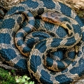 Fox snake, Erie Marshes, Ohio