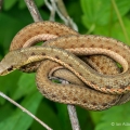 Eastern Garter Snake, Springville Marsh, Wyandot County, Ohio