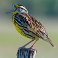 Eastern Meadowlark Singing, Osceola County, Florida