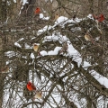 Fifteen Cardinals, Cuyahoga Valley National Park, Ohio