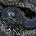 Florida Green Water Snake