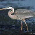 Great Blue Heron, Magee Marsh Wildlife Area, Ohio