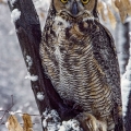 Great-Horned Owl