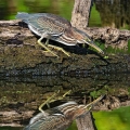 Green Heron, Brecksville, Ohio