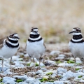 Killdeer, Big Island Wildlife Area, Ohio