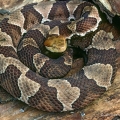 Northern Copperhead, Ohio