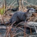 A river otter at a beaver marsh in the Cuyahoga Valley National Park in Summit County