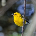 Prothonotary Warbler, Magee Marsh, Ohio