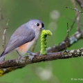 Tufted Titmouse with Carolina Sphinx Caterpillar