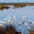 Wading birds feeding along the Black Point Wildlife Drive at Merritt Island National Wildlife Refuge in Florida