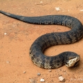 Water Moccasin, Magnolia Canopy Road, Northern Florida